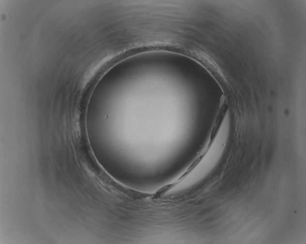 X0000077390676200611032002