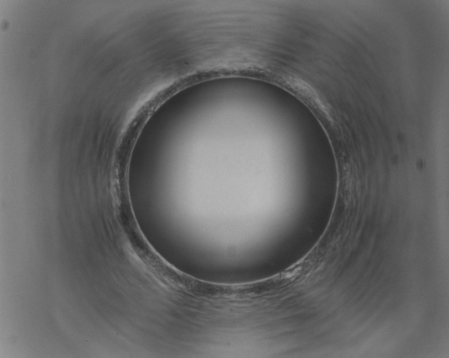 X0000077390680200611032002