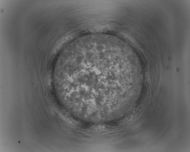 X0000077390687200611032002