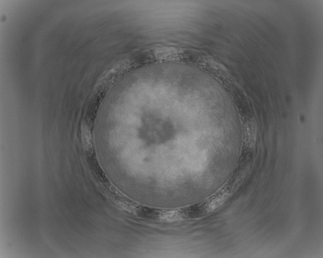 X0000077390705200611032002