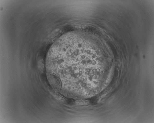 X0000077390707200611032001