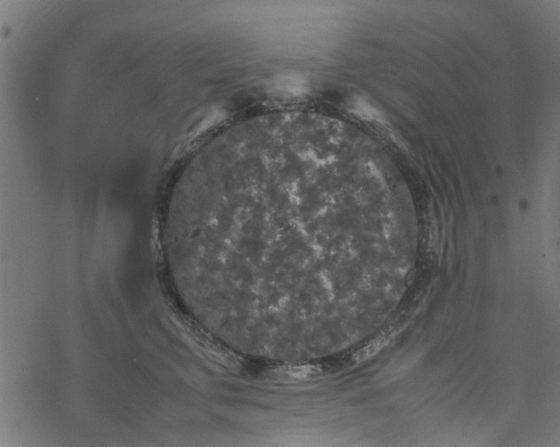 X0000077390711200611032001