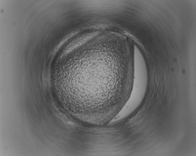 X0000077390722200611032001