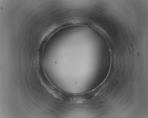 X0000077390730200611032001