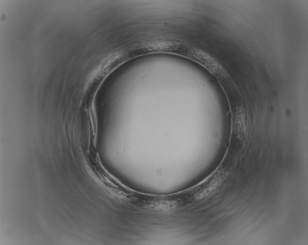 X0000077390734200611032001