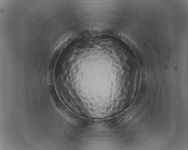 X0000077390738200611032001