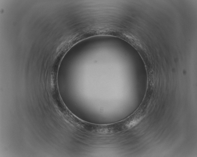 X0000077390740200611032001