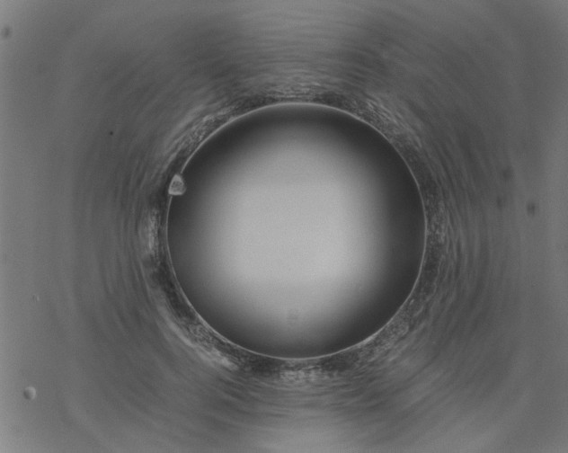 X0000077390744200611032001