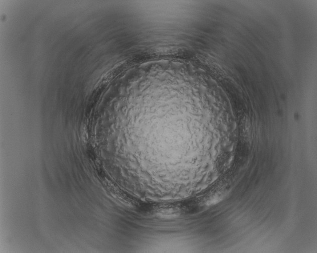 X0000077390746200611032001