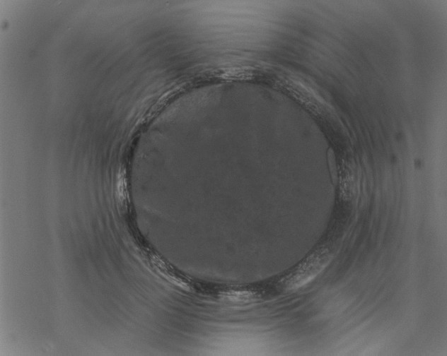 X0000077390748200611032001