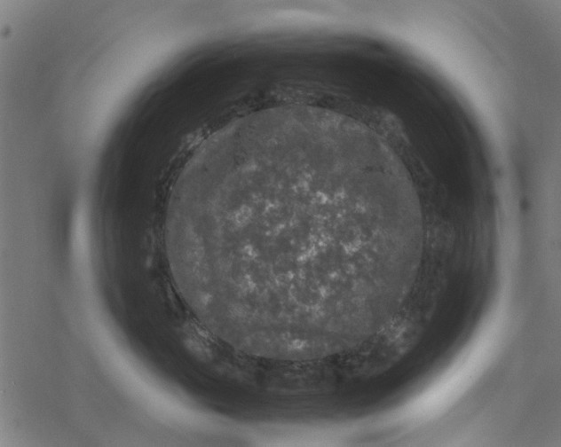 X0000077390765200611032001