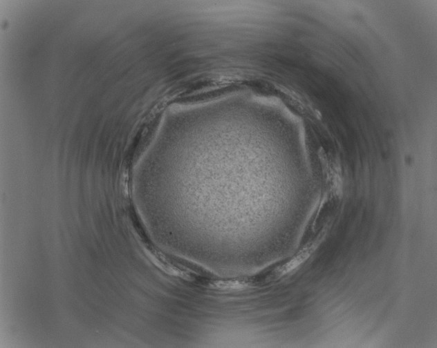 X0000077390766200611032001