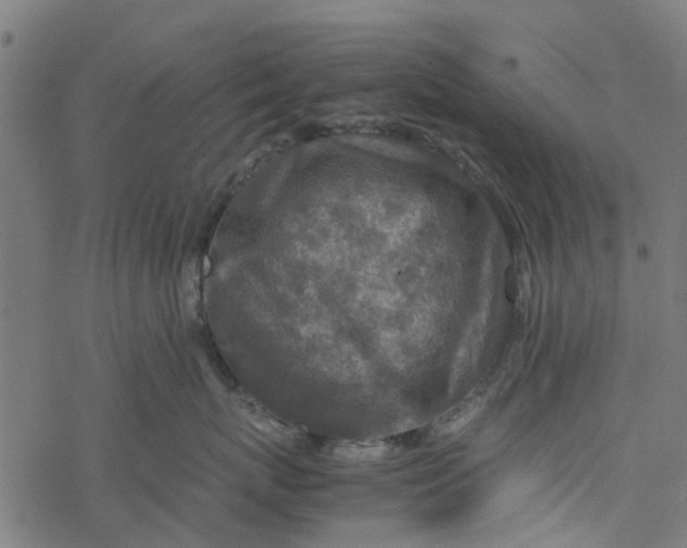 X0000077390767200611032001