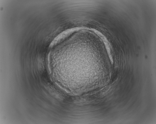 X0000077390772200611032000