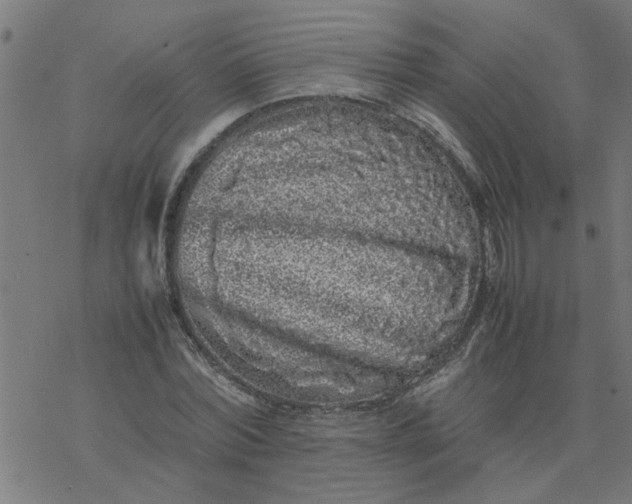 X0000077390780200611032000