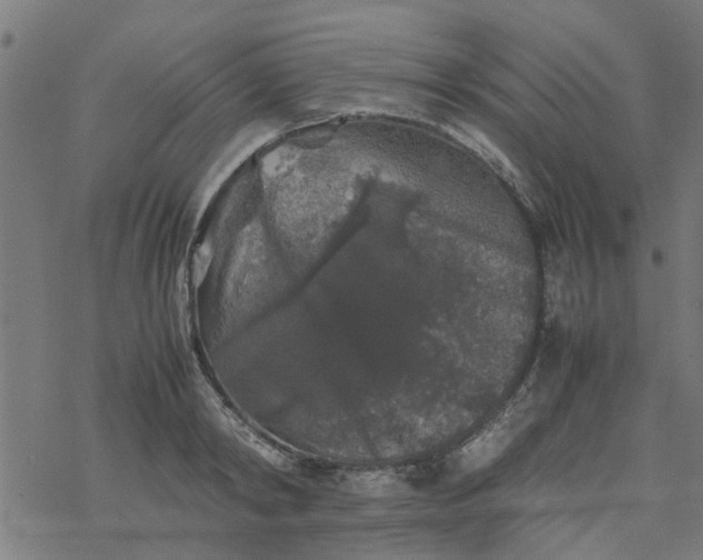 X0000077390798200611032000