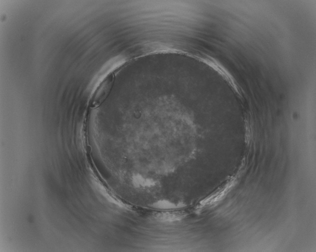 X0000077390806200611032000