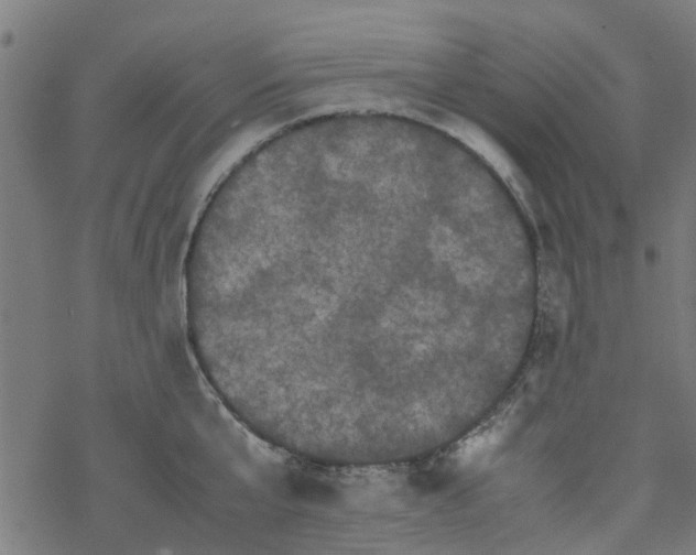 X0000077390807200611032000