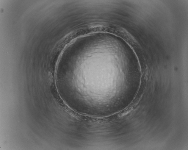 X0000077390821200611031959