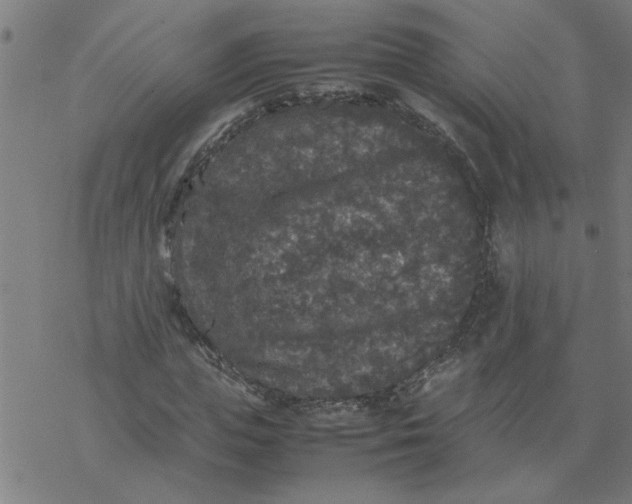 X0000077390823200611031959