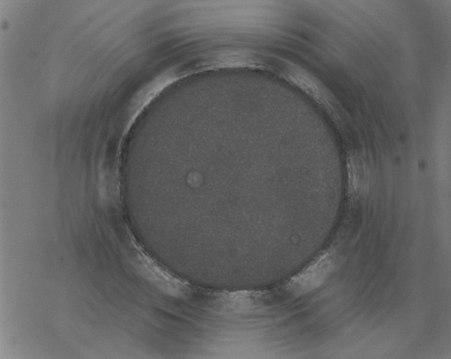 X0000077390828200611031959