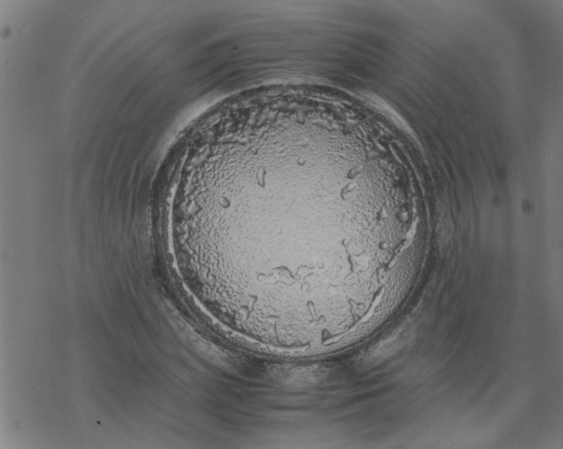 X0000077390831200611031959