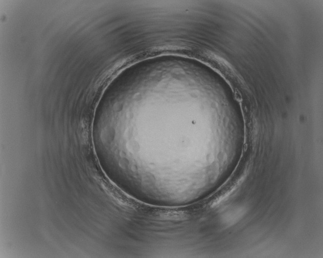 X0000077390833200611031959