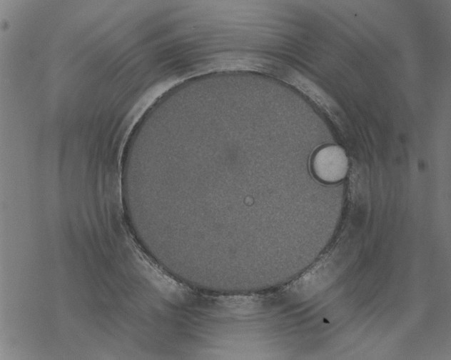 X0000077390836200611031959