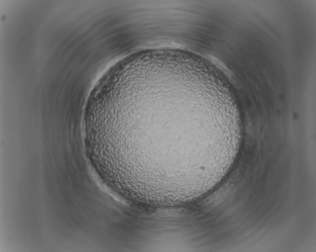 X0000077390840200611031959