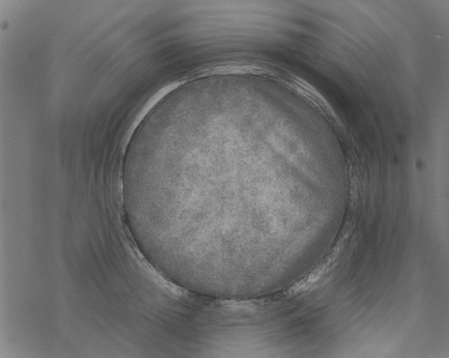 X0000077390852200611031959