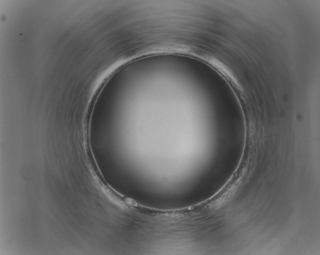 X0000077390854200611032000