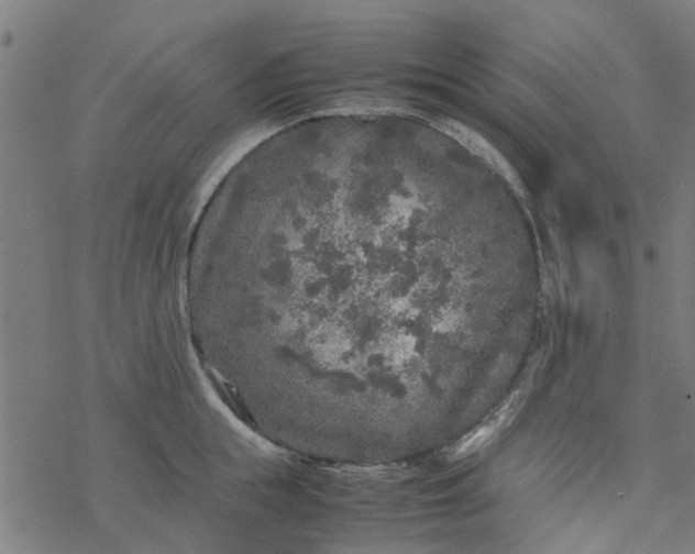 X0000077390855200611032000