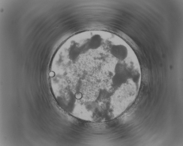 X0000077390856200611032000