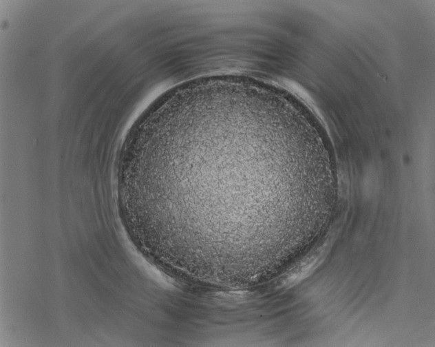 X0000077390859200611032000