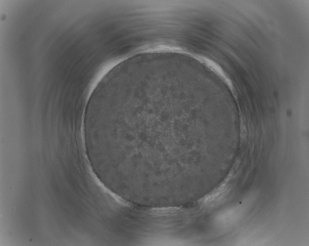 X0000077390863200611032000