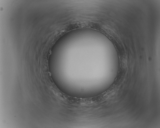 X0000077390865200611031959