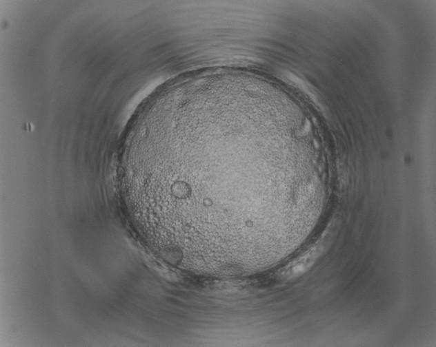 X0000077390875200611031959