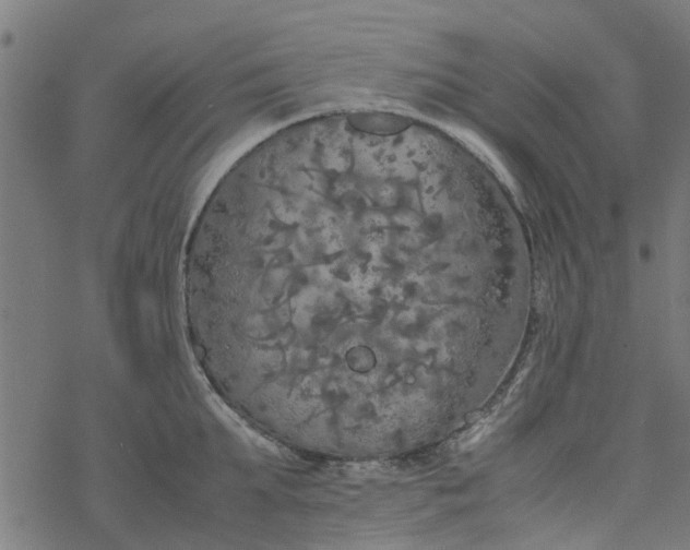 X0000077390903200611031958