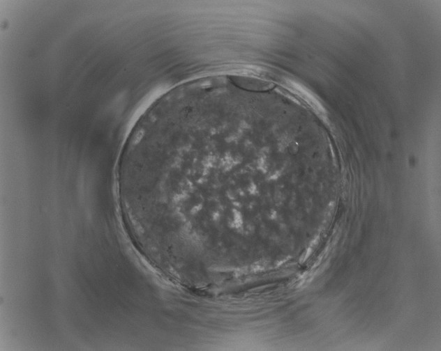 X0000077390907200611031958