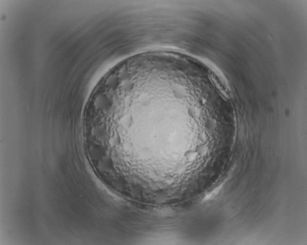 X0000077390911200611031958