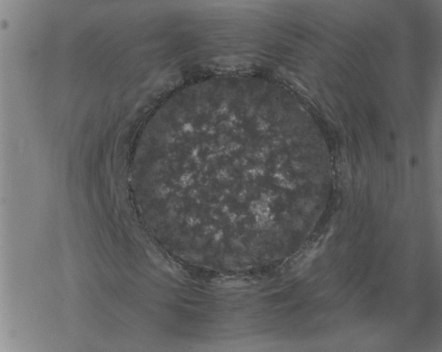 X0000077390913200611031957