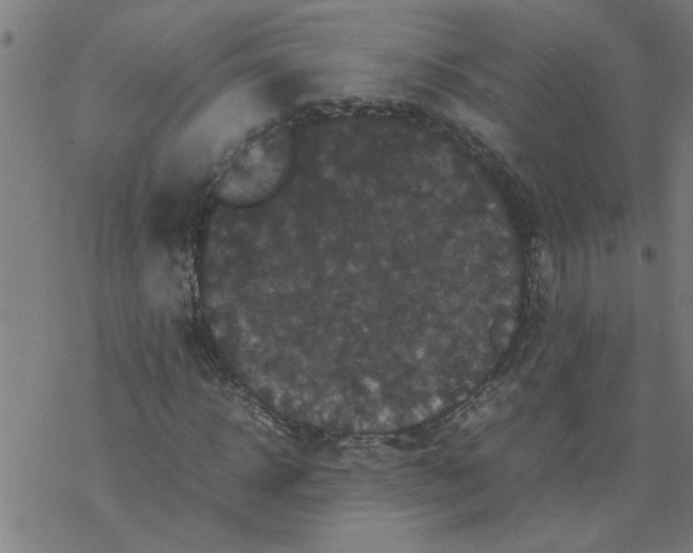 X0000077390918200611031957