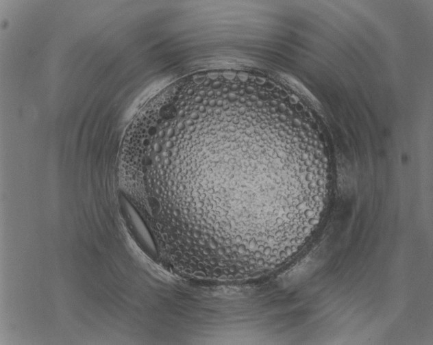 X0000077390938200611031958