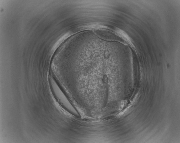 X0000077390946200611031958