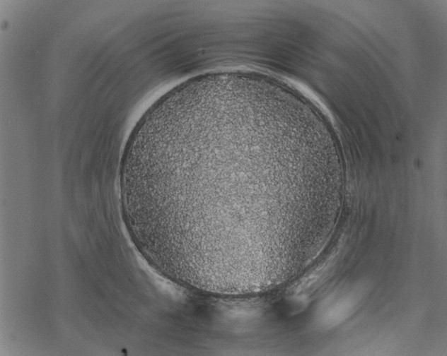 X0000077390951200611031958