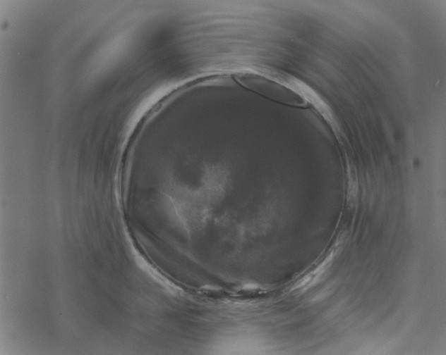 X0000077390958200611031958