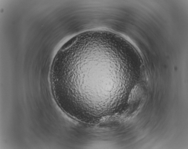 X0000077390959200611031958