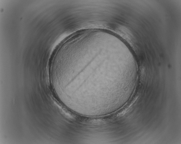 X0000077390982200611031957