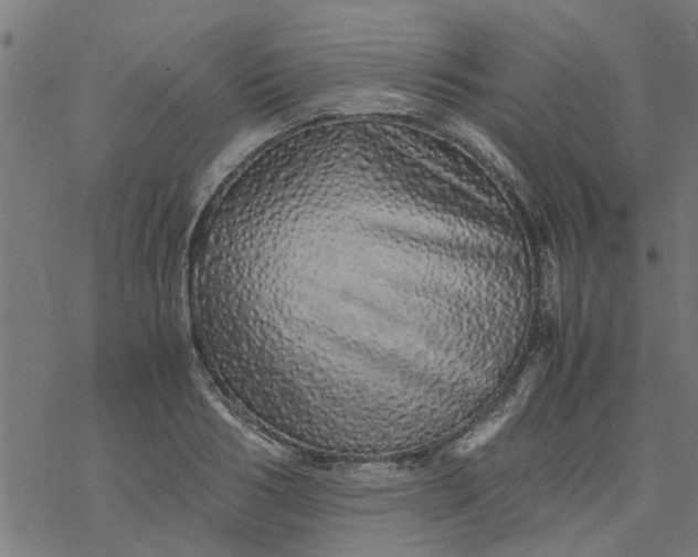 X0000077390986200611031957