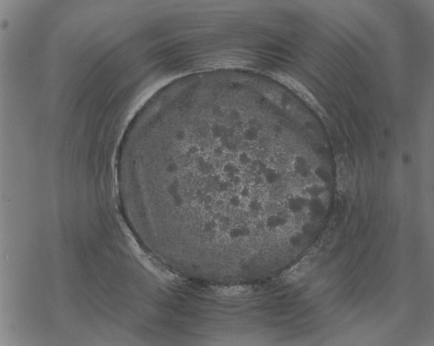 X0000077391031200611031956